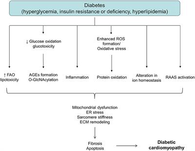 Mitochondrial ROS Formation in the Pathogenesis of Diabetic Cardiomyopathy